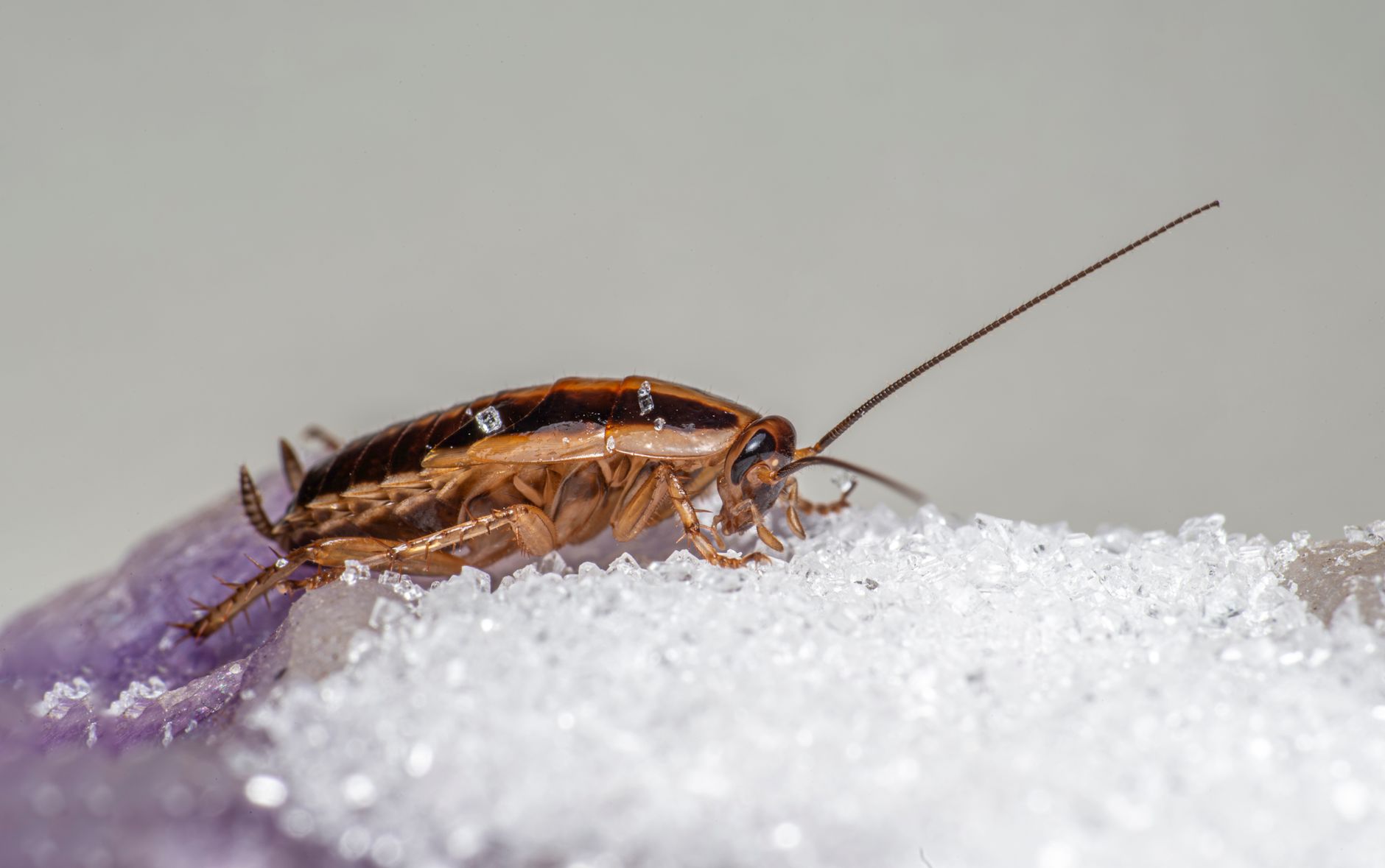 Pourquoi des micro-insectes apparaissent chez vous