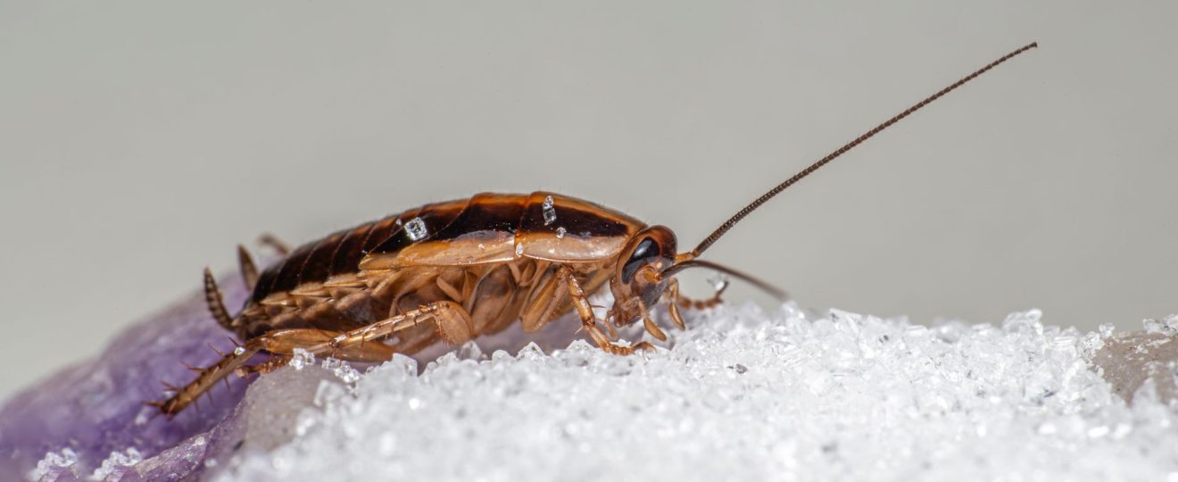 Macro shot of a German cockroach feeding on sugar crystals.