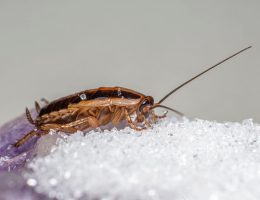 Macro shot of a German cockroach feeding on sugar crystals.