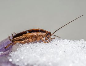 Macro shot of a German cockroach feeding on sugar crystals.