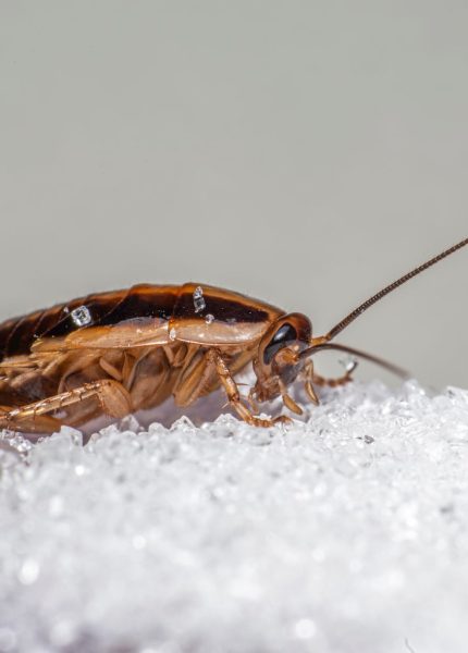 Macro shot of a German cockroach feeding on sugar crystals.