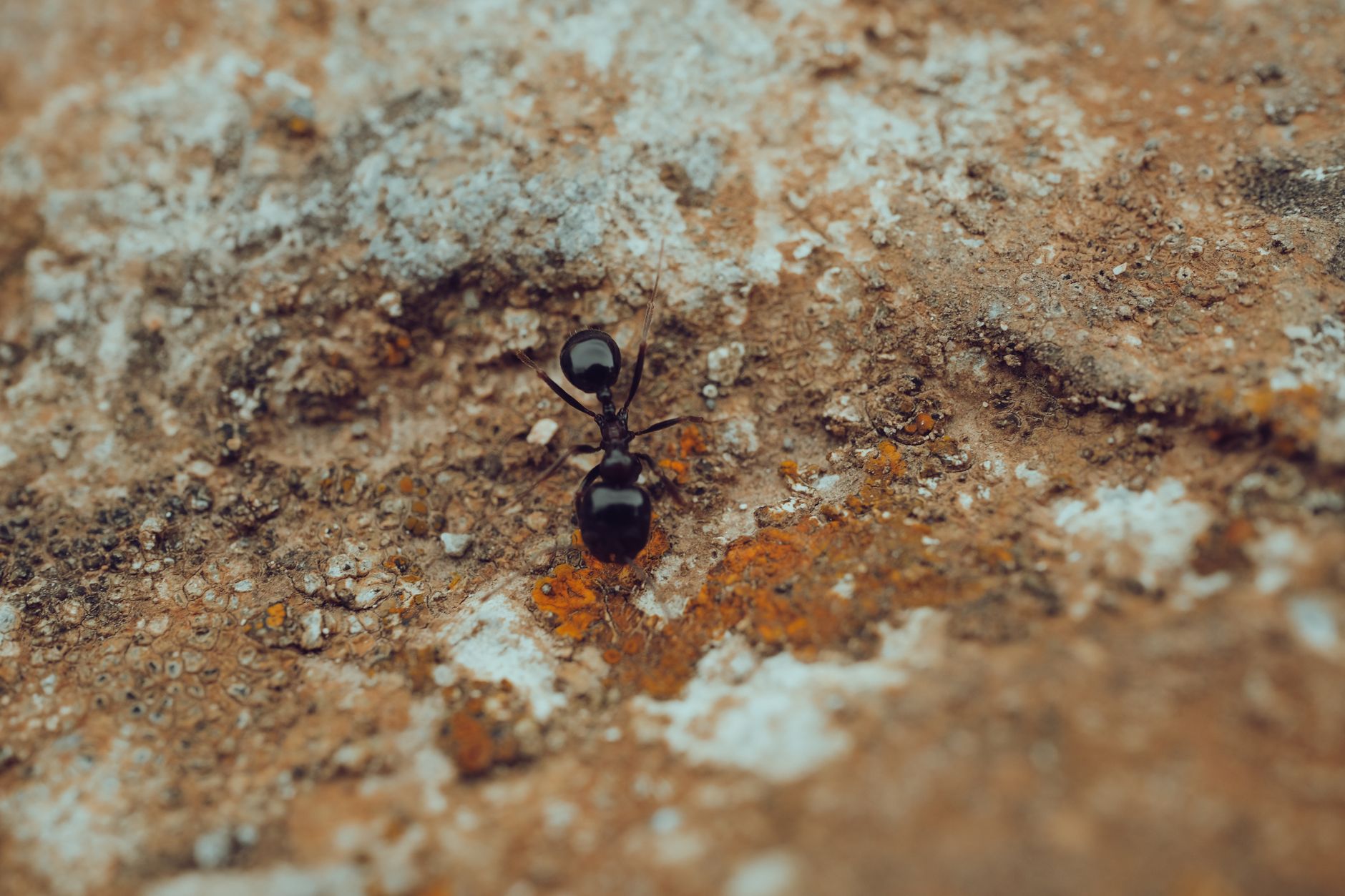 Comment identifier et éliminer les petits insectes