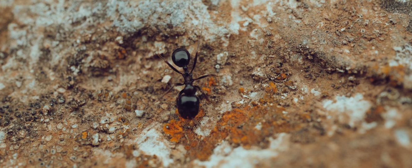 Detailed macro shot of a black ant crawling on a textured rocky surface, showcasing natural textures and insect life.