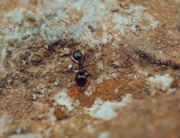 Detailed macro shot of a black ant crawling on a textured rocky surface, showcasing natural textures and insect life.