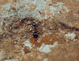 Detailed macro shot of a black ant crawling on a textured rocky surface, showcasing natural textures and insect life.