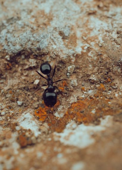 Detailed macro shot of a black ant crawling on a textured rocky surface, showcasing natural textures and insect life.