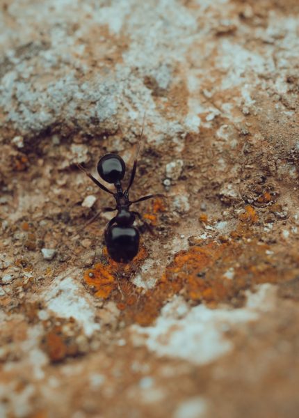 Detailed macro shot of a black ant crawling on a textured rocky surface, showcasing natural textures and insect life.