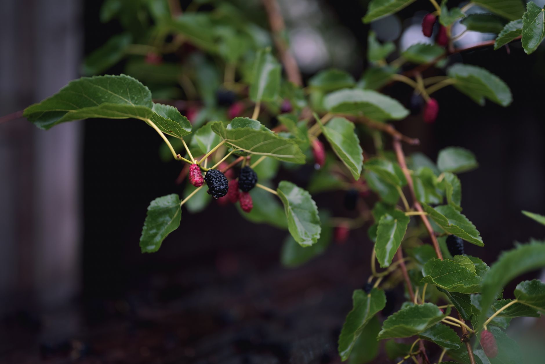 Mûrier platane sans fruit : variétés stériles, ava