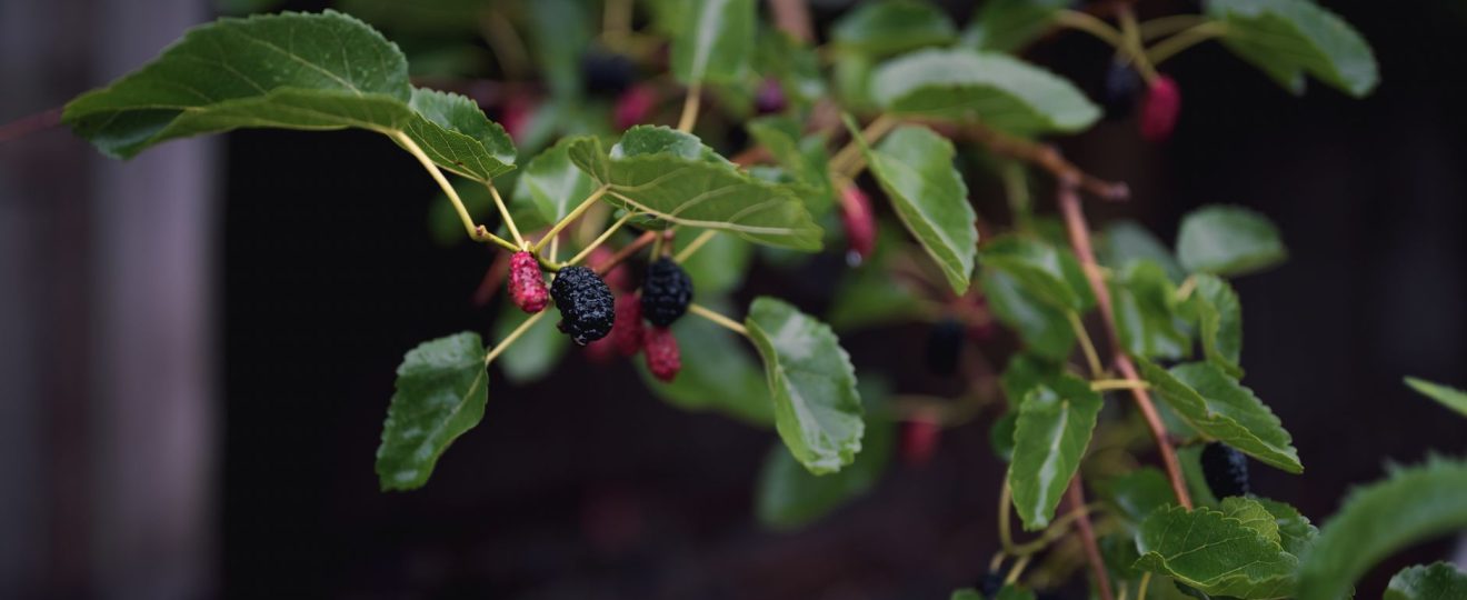 Close-up of vibrant mulberries and green leaves on a branch with a dark background.