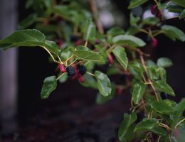 Close-up of vibrant mulberries and green leaves on a branch with a dark background.