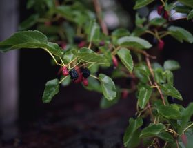 Close-up of vibrant mulberries and green leaves on a branch with a dark background.