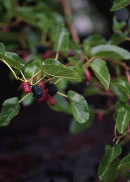 Close-up of vibrant mulberries and green leaves on a branch with a dark background.