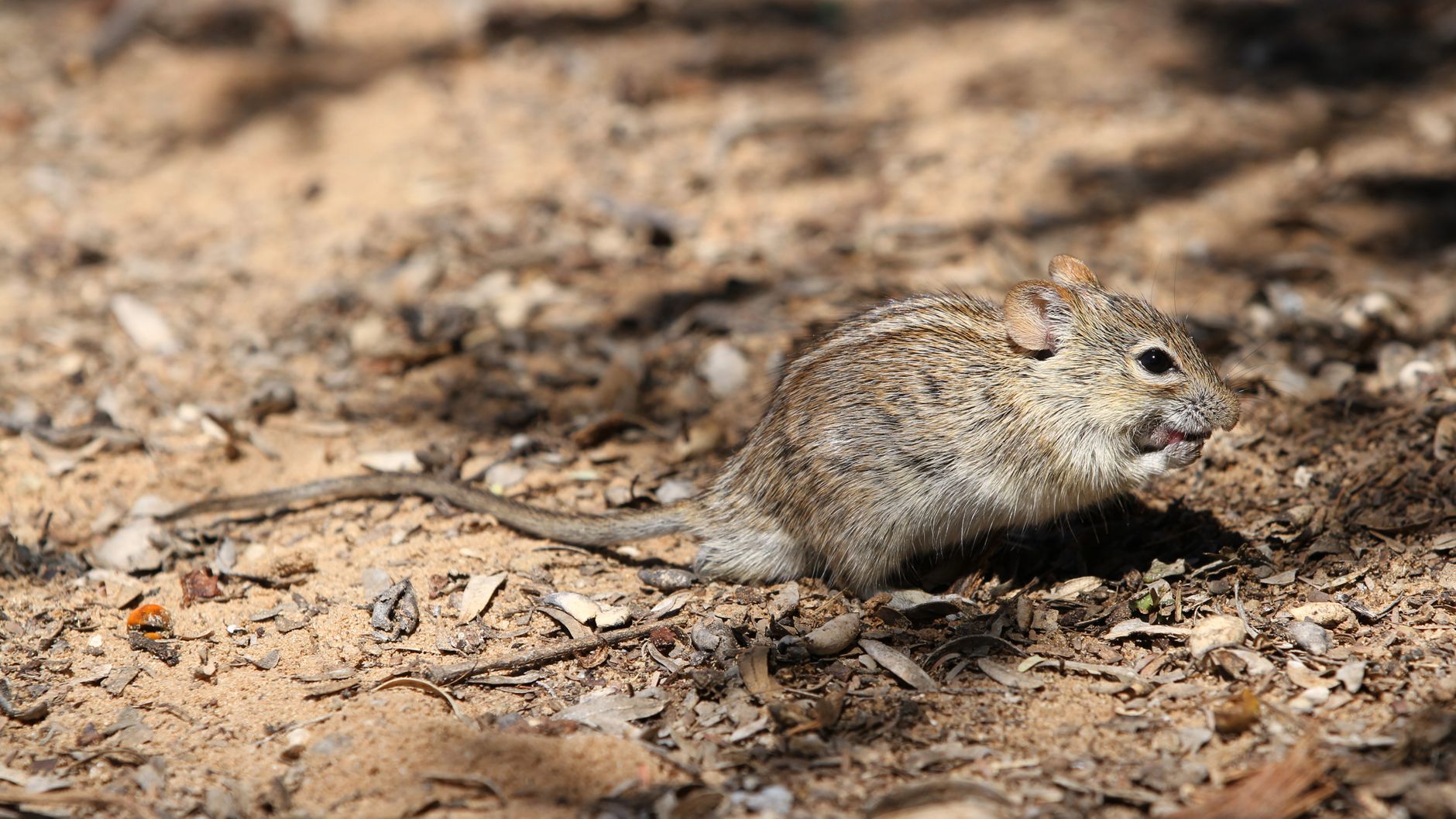 Souris qui rentre dans la maison : causes réelles