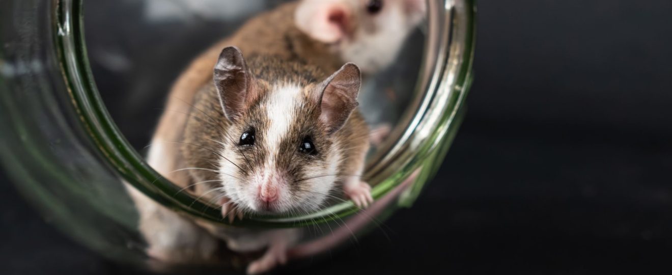 Two natal multimammate mice exploring a glass jar, capturing their curious and adorable nature.