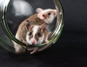 Two natal multimammate mice exploring a glass jar, capturing their curious and adorable nature.