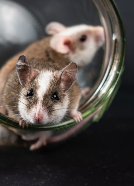 Two natal multimammate mice exploring a glass jar, capturing their curious and adorable nature.