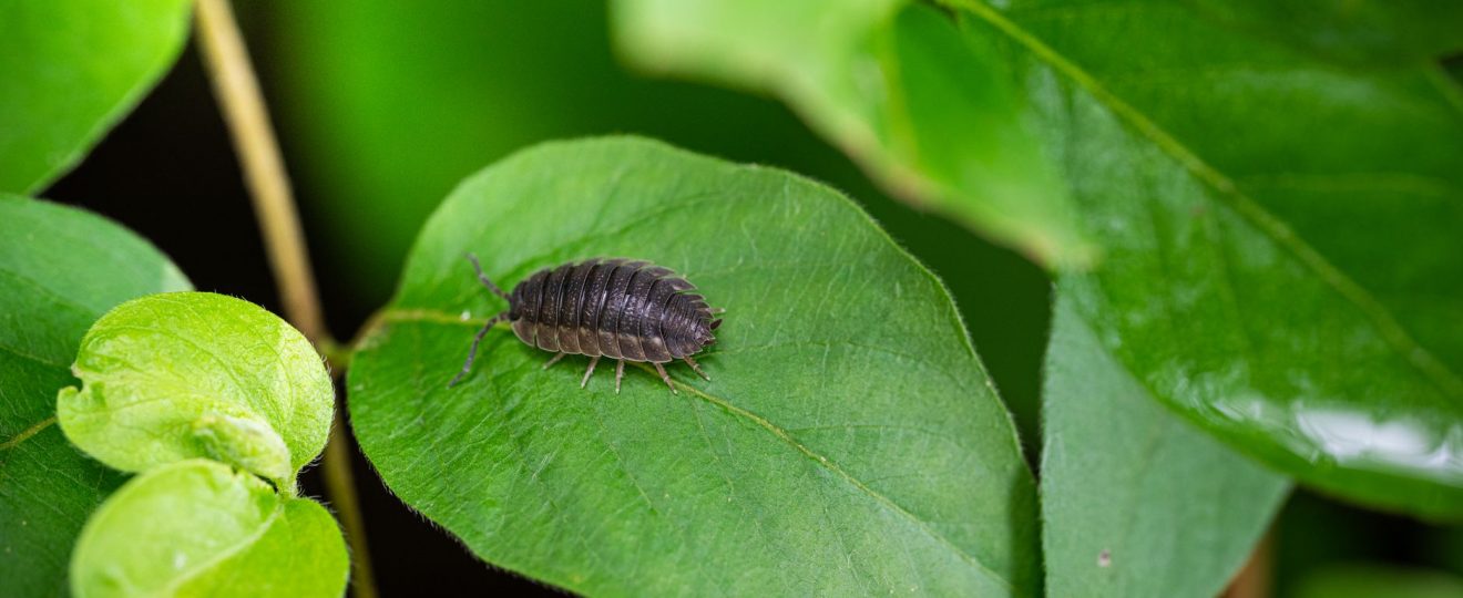 Detailed macro shot of a woodlouse resting on vibrant green leaves in a natural setting.