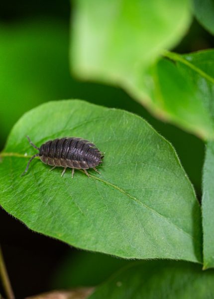 Detailed macro shot of a woodlouse resting on vibrant green leaves in a natural setting.