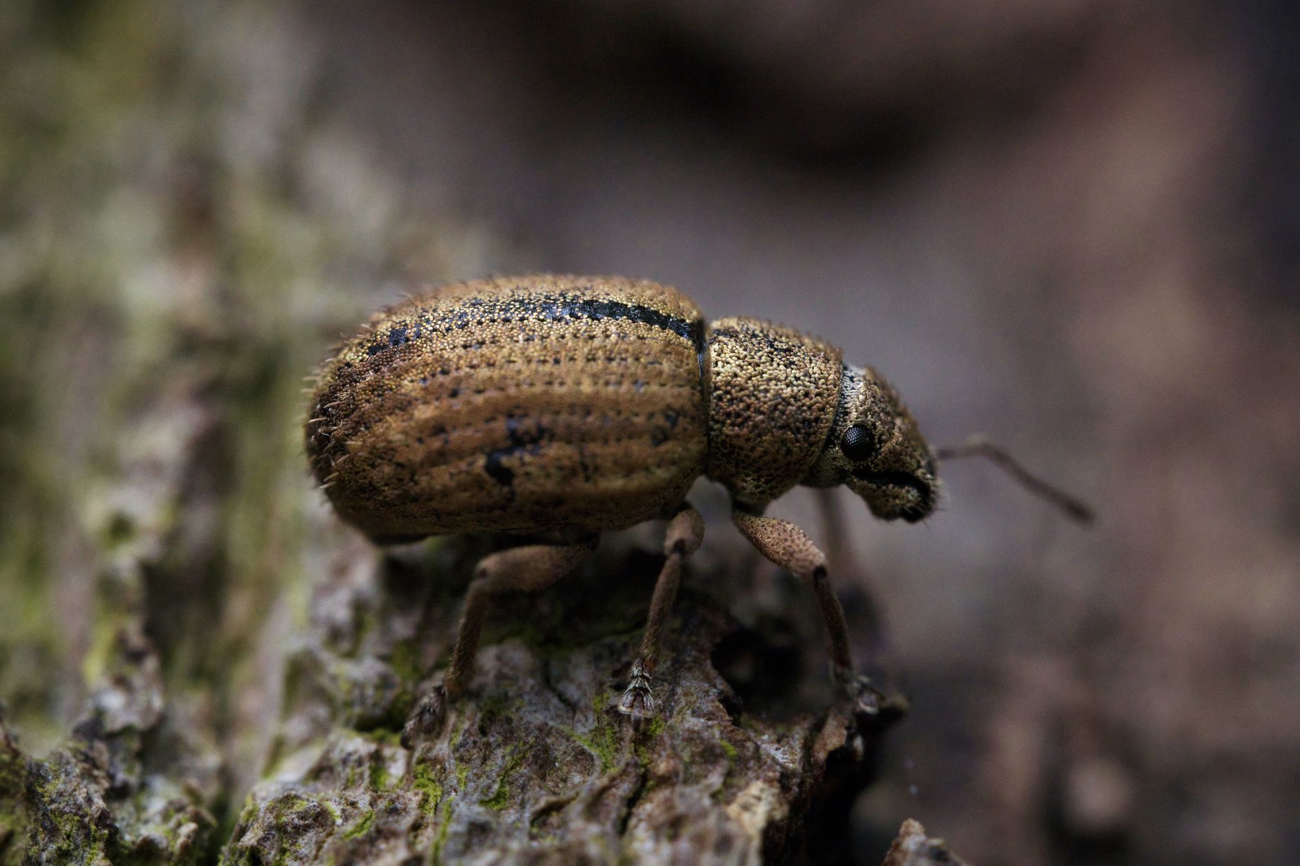 Petit insecte marron dans la maison : identificati