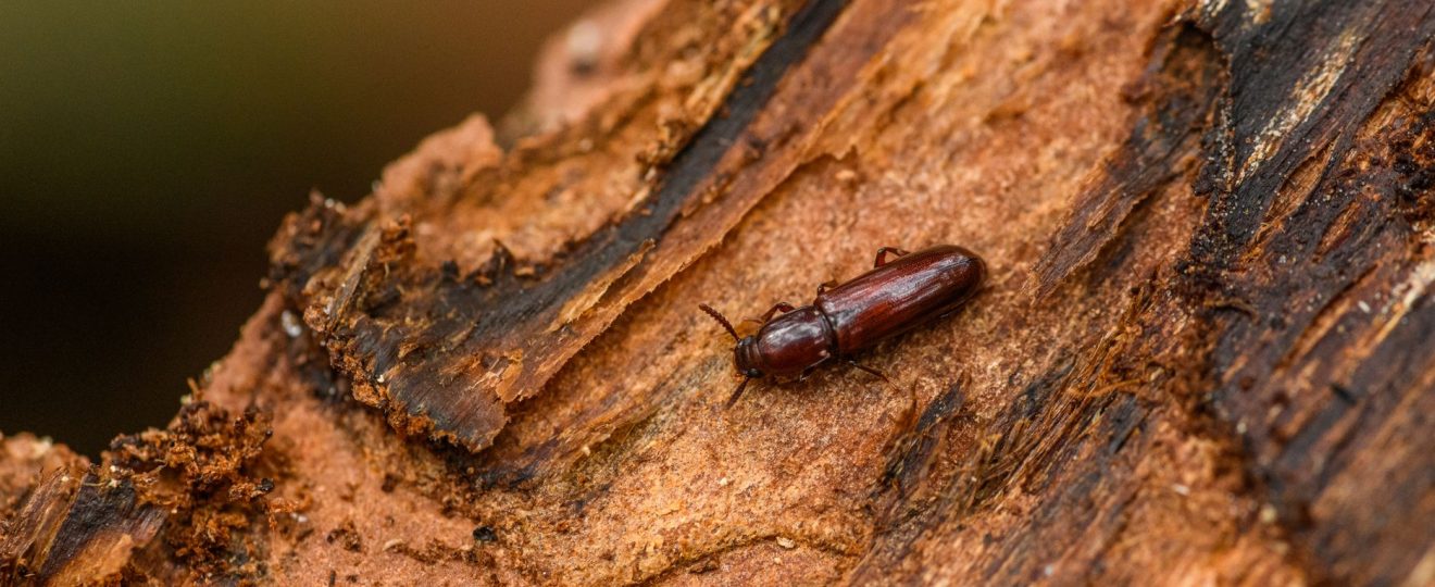 Detailed photo of a brown beetle crawling on textured tree bark, highlighting natural textures.