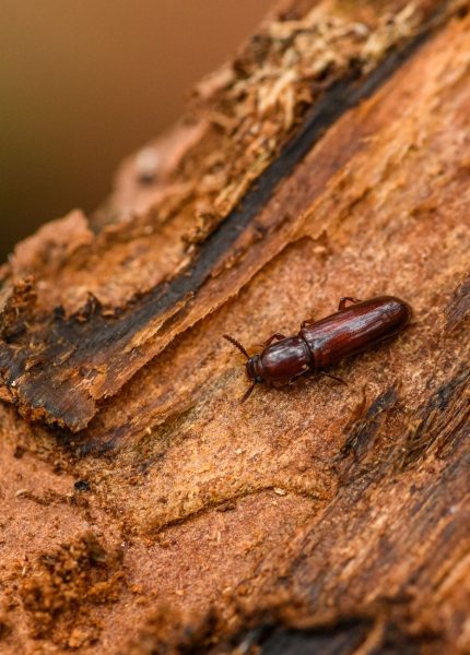 Detailed photo of a brown beetle crawling on textured tree bark, highlighting natural textures.
